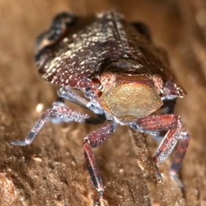 Platybrachys decemmacula at Ainslie, ACT - 2 Nov 2018