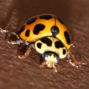 Harmonia conformis at Ainslie, ACT - 2 Nov 2018