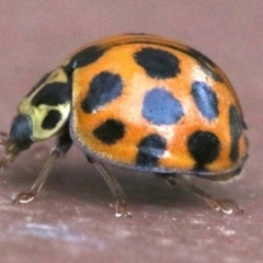 Harmonia conformis at Ainslie, ACT - 2 Nov 2018