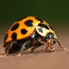 Harmonia conformis at Ainslie, ACT - 2 Nov 2018