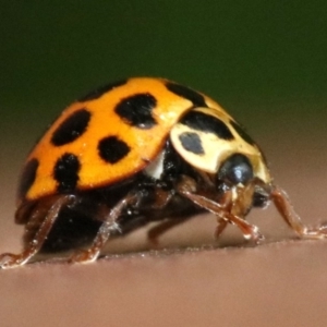 Harmonia conformis at Ainslie, ACT - 2 Nov 2018