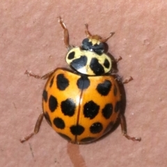 Harmonia conformis at Ainslie, ACT - 2 Nov 2018