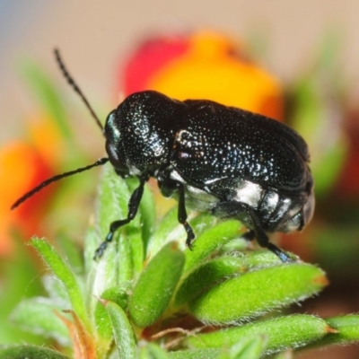 Aporocera (Aporocera) scabrosa (Leaf beetle) at Gundaroo, NSW - 1 Nov 2018 by Harrisi