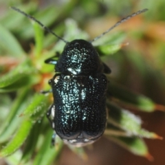 Aporocera (Aporocera) scabrosa at Gundaroo, NSW - 1 Nov 2018