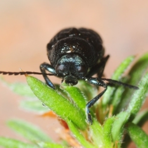 Aporocera (Aporocera) scabrosa at Gundaroo, NSW - 1 Nov 2018 11:48 AM