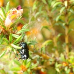 Aporocera (Aporocera) scabrosa at Gundaroo, NSW - 1 Nov 2018