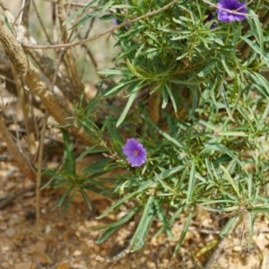 Solanum linearifolium at Lake George, NSW - 1 Nov 2018