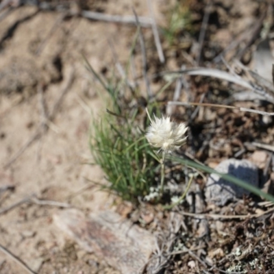 Rytidosperma carphoides (Short Wallaby Grass) at Gundaroo, NSW - 1 Nov 2018 by MPennay