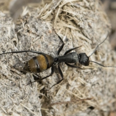 Camponotus aeneopilosus (A Golden-tailed sugar ant) at Michelago, NSW - 2 Nov 2018 by Illilanga