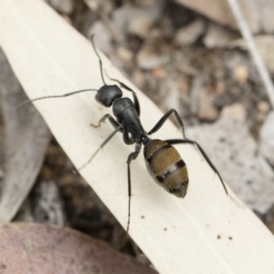 Camponotus aeneopilosus at Michelago, NSW - 2 Nov 2018