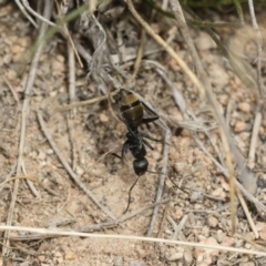 Camponotus aeneopilosus at Michelago, NSW - 2 Nov 2018