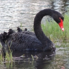 Cygnus atratus (Black Swan) at Fyshwick, ACT - 14 Jan 2015 by MichaelBedingfield