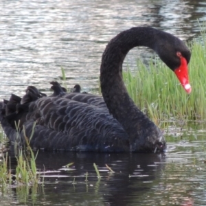 Cygnus atratus at Fyshwick, ACT - 14 Jan 2015