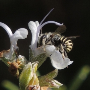 Pseudoanthidium (Immanthidium) repetitum at Conder, ACT - 15 Mar 2016