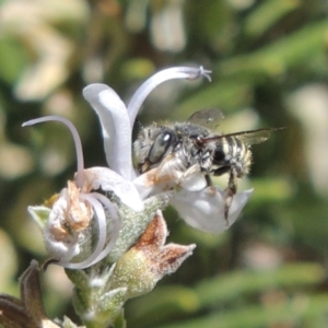 Pseudoanthidium (Immanthidium) repetitum at Conder, ACT - 15 Mar 2016