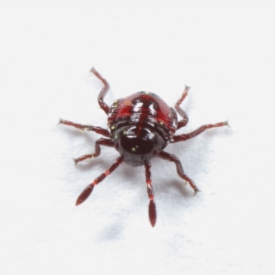 Pentatomidae (family) (Shield or Stink bug) at Evatt, ACT - 2 Nov 2018 by TimL