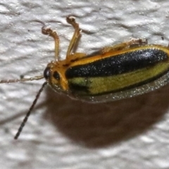 Xanthogaleruca luteola (Elm leaf beetle) at Ainslie, ACT - 1 Nov 2018 by jb2602