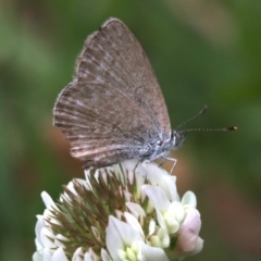 Zizina otis (Common Grass-Blue) at Undefined - 23 Oct 2018 by jb2602