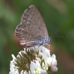 Zizina otis (Common Grass-Blue) at Undefined - 23 Oct 2018 by jbromilow50