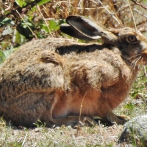 Lepus capensis at Stromlo, ACT - 3 Nov 2018