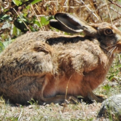 Lepus capensis (Brown Hare) at Stromlo, ACT - 3 Nov 2018 by JohnBundock