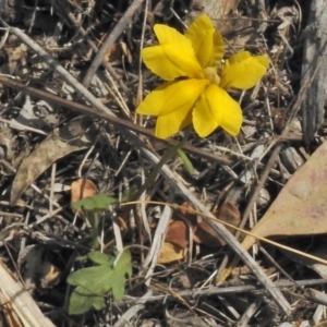 Goodenia pinnatifida at Molonglo Valley, ACT - 3 Nov 2018