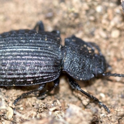 Adelium porcatum (Darkling Beetle) at Mount Ainslie - 22 Aug 2018 by jb2602
