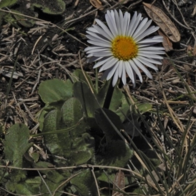 Brachyscome decipiens (Field Daisy) at Bimberi, ACT - 1 Nov 2018 by JohnBundock