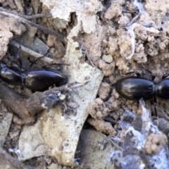 Promecoderus sp. (genus) (Predaceous ground beetle) at Ainslie, ACT - 21 Aug 2018 by jbromilow50