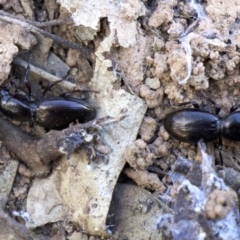 Promecoderus sp. (genus) (Predaceous ground beetle) at Ainslie, ACT - 21 Aug 2018 by jb2602