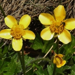 Ranunculus graniticola at Cotter River, ACT - 1 Nov 2018