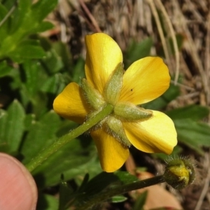 Ranunculus graniticola at Cotter River, ACT - 1 Nov 2018 12:03 PM