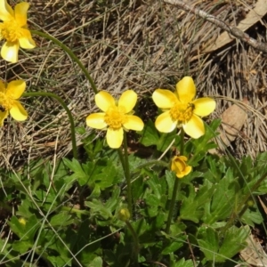 Ranunculus graniticola at Cotter River, ACT - 1 Nov 2018