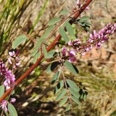 Indigofera australis subsp. australis (Australian Indigo) at Lower Cotter Catchment - 31 Oct 2018 by JohnBundock