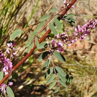 Indigofera australis subsp. australis (Australian Indigo) at Cotter River, ACT - 31 Oct 2018 by JohnBundock