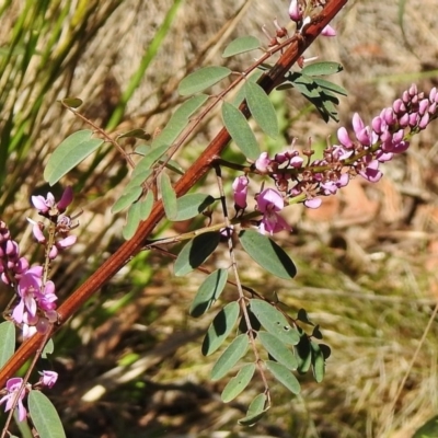 Indigofera australis subsp. australis (Australian Indigo) at Lower Cotter Catchment - 31 Oct 2018 by JohnBundock