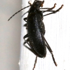 Homotrysis lugubris (Darkling beetle) at Ainslie, ACT - 22 Oct 2018 by jb2602