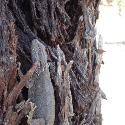 Pogona barbata (Eastern Bearded Dragon) at Hall Cemetery - 3 Nov 2018 by JanetRussell