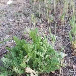 Papaver dubium at Jerrabomberra, ACT - 3 Nov 2018