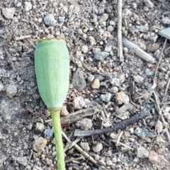 Papaver dubium at Jerrabomberra, ACT - 3 Nov 2018