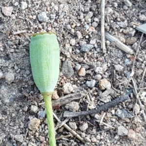 Papaver dubium at Jerrabomberra, ACT - 3 Nov 2018