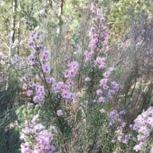 Kunzea parvifolia at Jerrabomberra, ACT - 3 Nov 2018 05:25 PM