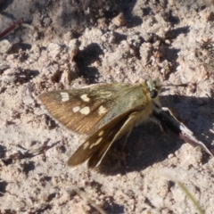 Trapezites luteus (Yellow Ochre, Rare White-spot Skipper) at Theodore, ACT - 3 Nov 2018 by owenh