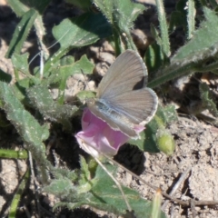 Zizina otis (Common Grass-Blue) at Theodore, ACT - 2 Nov 2018 by Owen