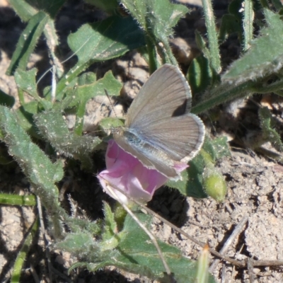 Zizina otis (Common Grass-Blue) at Tuggeranong Hill - 2 Nov 2018 by Owen