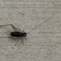 Trigonidium australiana (Leaf running cricket) at Fraser, ACT - 2 Nov 2018 by JudithRoach