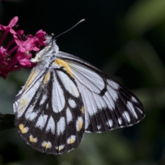 Belenois java (Caper White) at Spence, ACT - 3 Nov 2018 by Judith Roach
