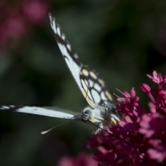 Belenois java at Spence, ACT - 3 Nov 2018 11:53 AM