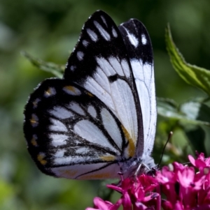 Belenois java at Spence, ACT - 3 Nov 2018 11:53 AM