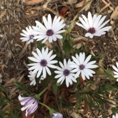 Dimorphotheca ecklonis (African Daisy) at Hackett, ACT - 2 Nov 2018 by RWPurdie